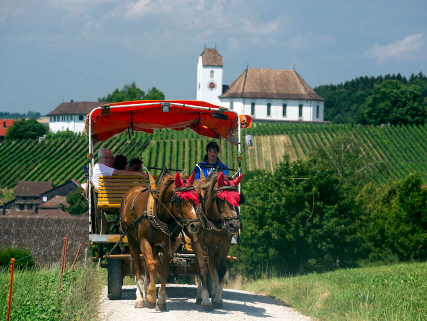 Pferdewagen mit zwei braunen Pferden fahren auf einem Feldweg mit der Kirche St. Othmar in Wilchingen im Hintergrund.